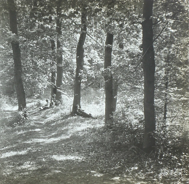 Forêt paysage Arbres c1920 Photo Stereo Plaque de verre Vintage V36L10n 