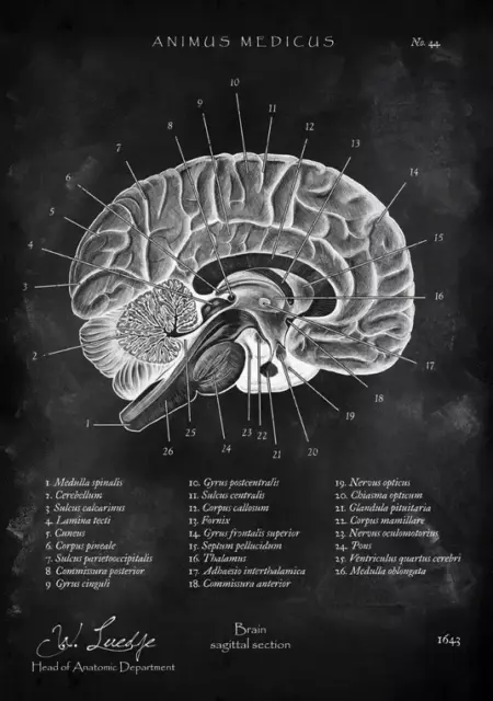 Animus-Medicus Chalkboard 5x Poster A2 Medizin Anatomie Körper Mensch | NEU 2