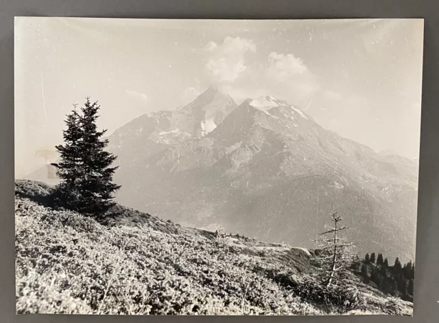 Bernard Darot XXe H6420 Mountain Tree Silver Photo