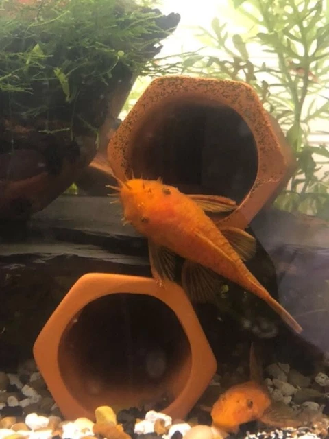 Super Red Bristlenose pleco 1 ,1+ inches |Tank Bred| 2 day shipping  2