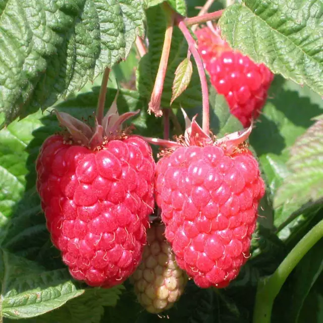 Raspberry Bare root 5/10 Canes 'Cascade Delight' Early Harvest Robust and Strong