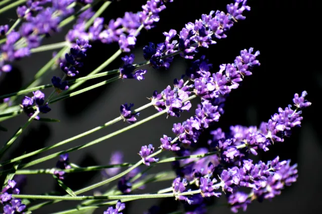 Aceite Esencial De Lavanda Sumian - Producción Francia 100% Puro Y Natural