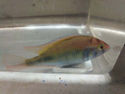 GREAT RUBY GREEN HAP AFRICAN CICHLID UNSEXED 2 INCHES (Haplochromis, sp) 2
