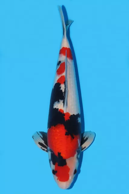 Japanese Koi Carp - Hq Showa 54Cm - Collection Only - Exclusively Koi