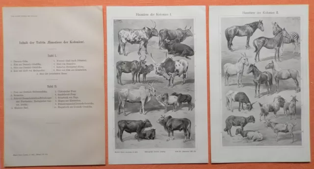 Haustiere der Kolonien  Watussi Rind Stier Kiautschou Zebroid  Druck von 1910