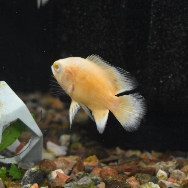 Live Red Ruby Oscar Cichlid (2-2.5" Freshwater Aquarium Fish) *PLS READ DESCR* 5
