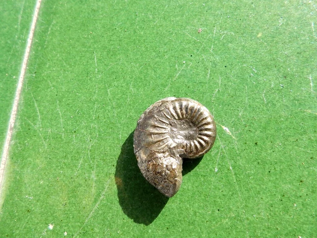 Fosiles Ammonite " Fantastico Amaltheus Piritizado De Aveyron(Francia) - 11A22 "