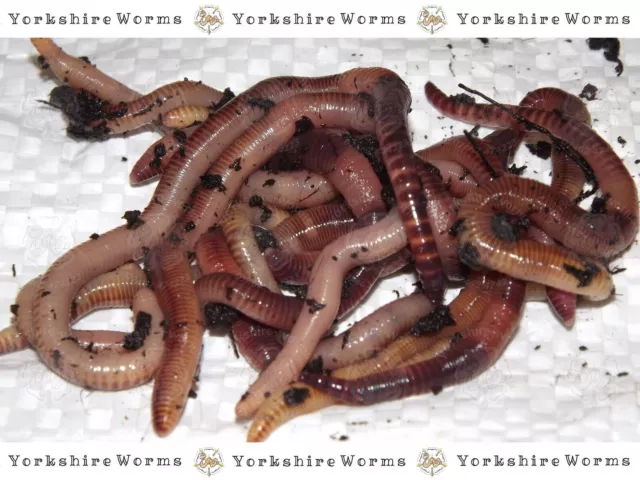 LARGE Dendrobaena Fishing Worms Ideal for Fishing, Reptile Live Food