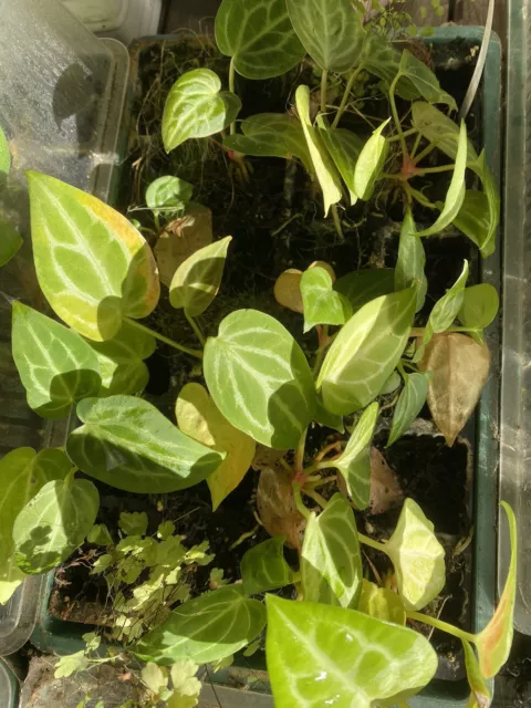 Anthurium Velvet Hybrids x3 Seedlings Pack - No ID Randomly Chosen!