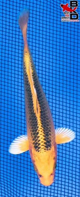 6" KI MATSUBA Live Koi Fish Garden Pond Fin BKD T8