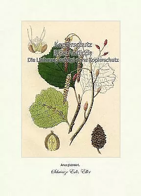 Schwarze Erle Eller Alnus glutinosa Birkengewächse Betulaceae Vilmorin A3 387