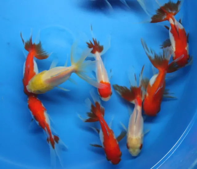 Live Red White Oranda small Goldfish  for fish tank, koi pond or aquarium