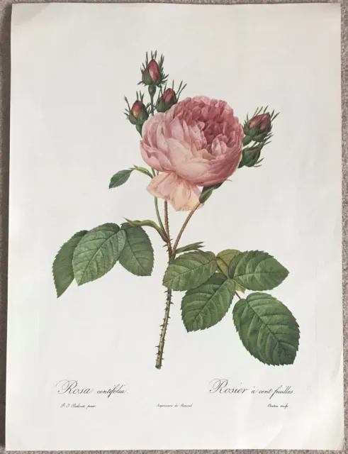 P J REDOUTE Rose Vintage Print 'Rosa Centifolia' 40.5cm x 30 cm