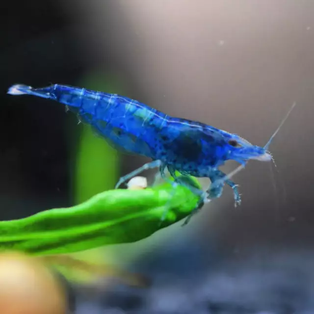 Blue Diamond Velvet Shrimp - Deep Blue Fresh Water Algae Eating Live Fish Shrimp