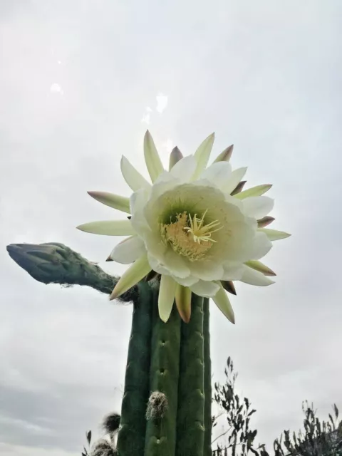 11 x Echinopsis . sp fresh cactus seeds