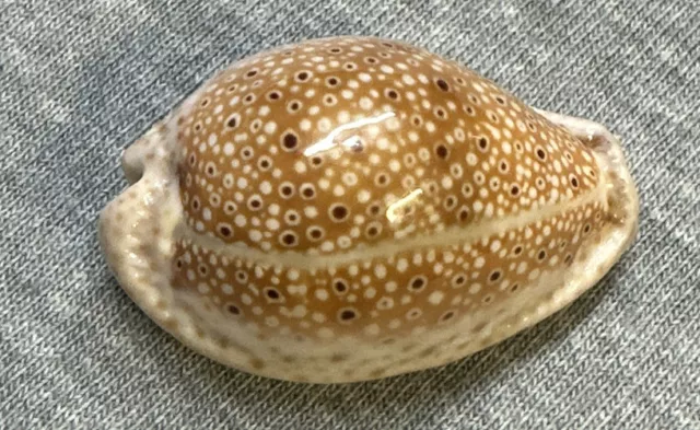 Cypraea Ocellata (Ocellate Cowrie) 33.5mm !!!