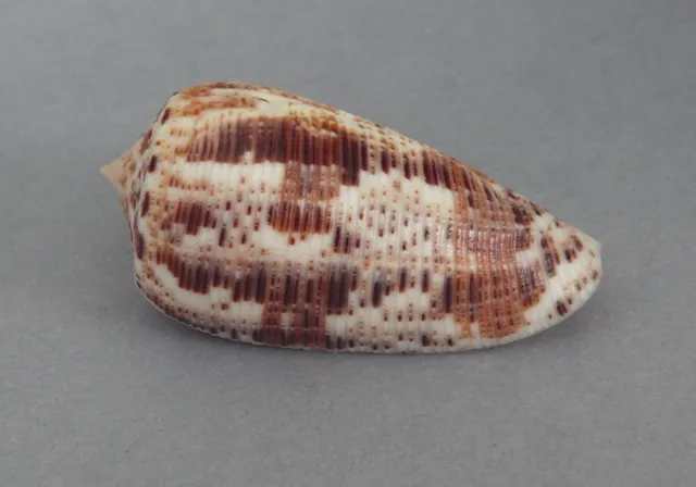 Conus Nimboconus nimbosus F++/37,70 mm - Vanuatu