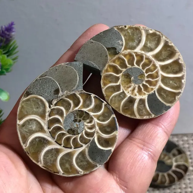1 pair of Split Ammonite crystal Specimen Shell Healing Madagascar 66g c453