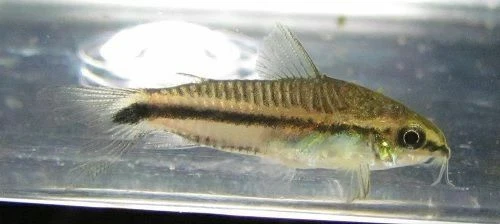 Pygmy Corydoras Catfish LIVE FISH Read Description
