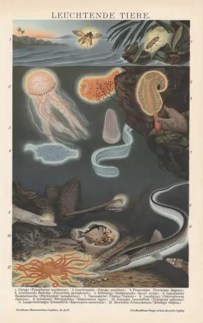 Tiere der Tiefsee Leuchthai Schmuckstern Leuchtqualle LITHOGRAPHIE von 1898