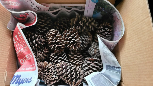 Conos de pino 15 por caja
