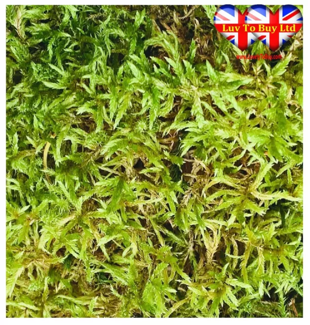 Moss 100% Natural Fresh Sphagnum Moss,Washed & Clean| Available in 50g to 10kg