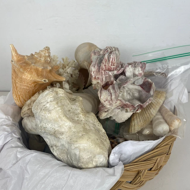 6 1/2 lbs Mixed Natural Sea Shells Crafts Decorating Aquarium Lot Barnacle Coral