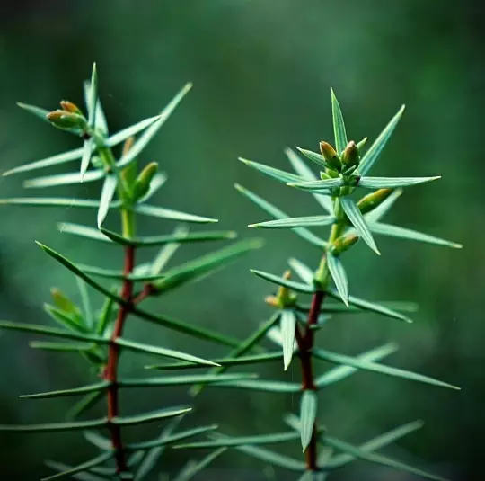 Aiguilles de Genévrier Cade,Juniperus oxycedrus,Genévrier Oxycèdre,petit Cèdre