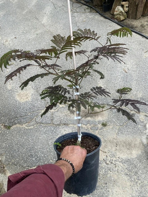 Albizia j. Summer Chocolate - Great Dark Brown Mimosa Tree