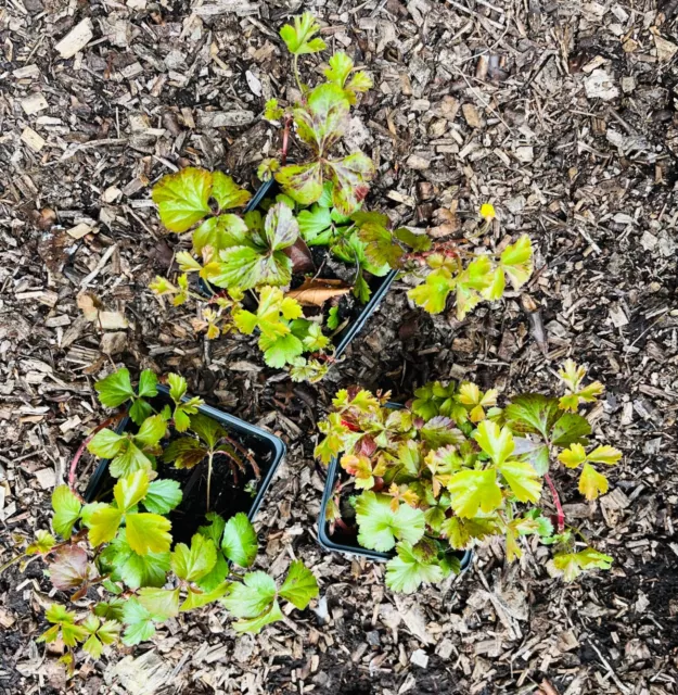 3 WALDSTEINIA TERNATA SERPYLLUM Siberium Ternate GROUND COVER Yellow Flower 9cm