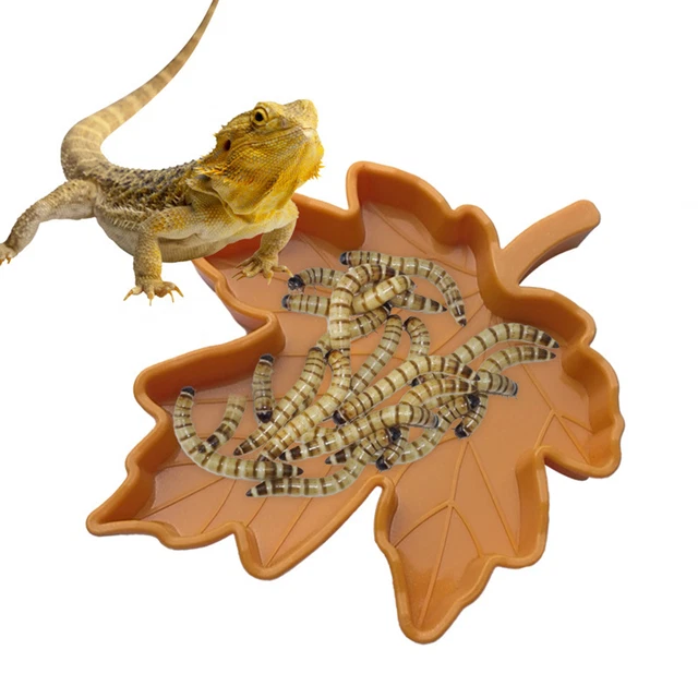 Terrarium Ornament Supplies Corn Leaf Plate Reptile Bowl Water Food Feeding