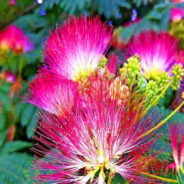 Mimosa Tree Seeds (Albizia julibrissin) Persian Pink Silk Flower Plant Bonsai