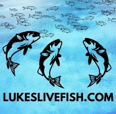 35+ Live Fish Goldfish (SMALL)GUARANTEE ALIVE (FREE 2-Day Shipping) 2