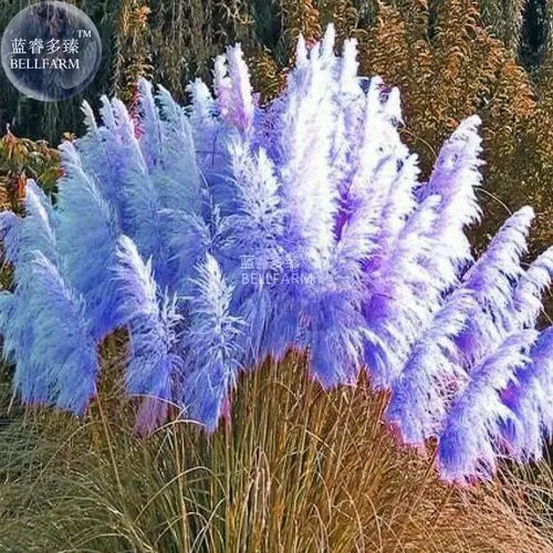 Blue Pampas Grass 200 Seed Cortaderia Selloana Ornamental Flower Garden Plants