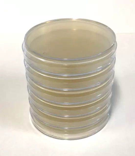 6x Pre-poured MEYA (Malt Extract Yeast Agar) Agar Petri Dishes in 90mm Plates