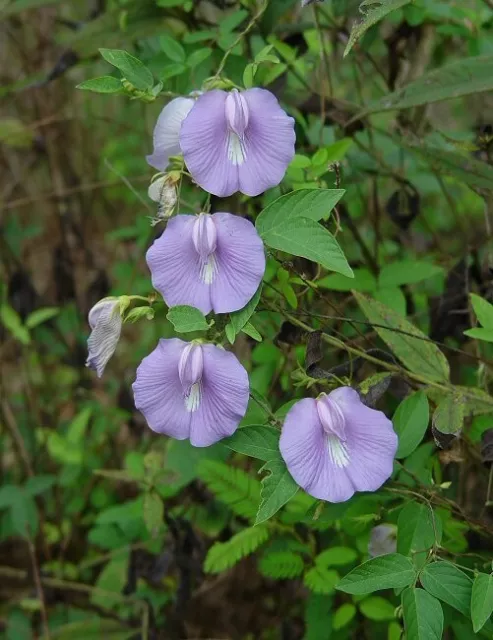 Spurred Butterfly Pea (Centrosema virginianum )