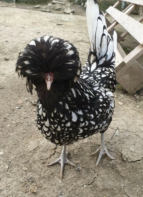 20 x Uova fertili AUSTRALORP PURA RAZZA BLU E NERA gallina ovaiola
