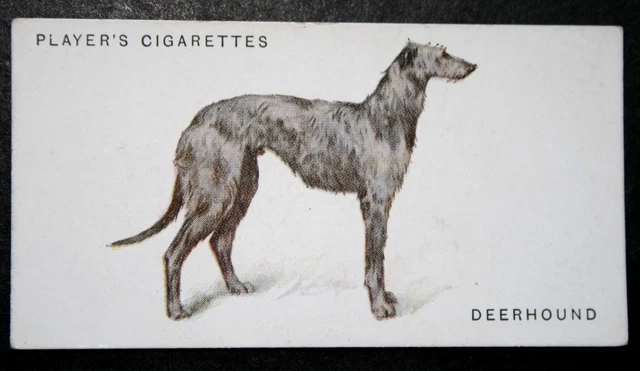 SCOTTISH DEERHOUND  Vintage 1930's Illustrated Card   PC05