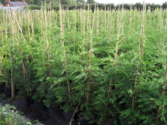 LEYLANDII-3ft 4ft 5ft 6ft 7ft 8ft EXACT SIZE QUALITY TREES FROM THE GROWERS