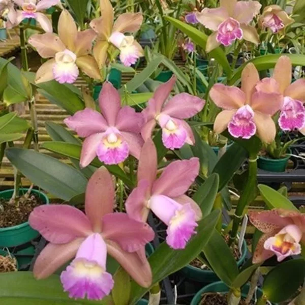 Orchid Orchidee Cattleya (Rlc.) Waikiki Gold-tigrina (31 L)