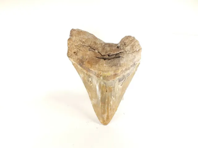 Carcharodon megalodon Fossil Shark Tooth  (EA8515) Ashpoo River S.Carolina USA 2