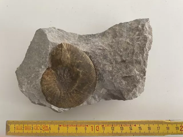 Urzeit Fossil Versteinerung siehe Fotos PO