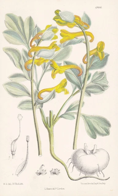 Corydalis Sewerzovi Asia Flower Botany Flower Botany Litho Curtis 6896