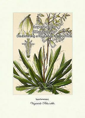 Virginische Palmenlilie Yucca filamentosa Agavengewächse Vilmorin A4 230