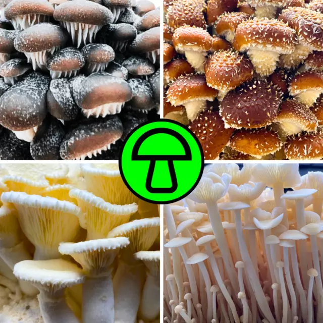 Flüssigmyzel 5ml Spritze | Pilze selber züchten | Pilzkultur | Flüssigkultur