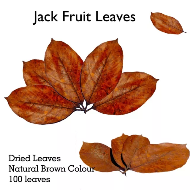 Jackfruit Leaves Natural Dried Jack Fruit leaves Organic bio fish  Aquarium