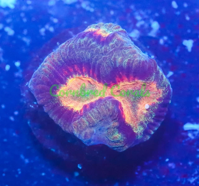 Cornbred's After Burner Maze Brain - Frag - LIVE CORAL Cornbred's After Burner Maze Brain - Frag - LIVE CORAL