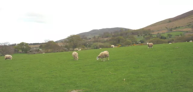 Photo 6x4 Grazing sheep below Buarth Beran Waun/SH5564  c2007