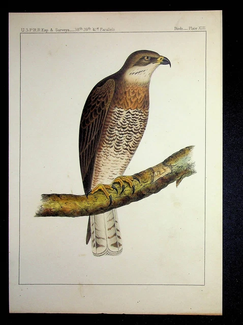 1859 Hand Colored Bird Print USPRR EXP & Surveys Plate XIII Swainson's Hawk