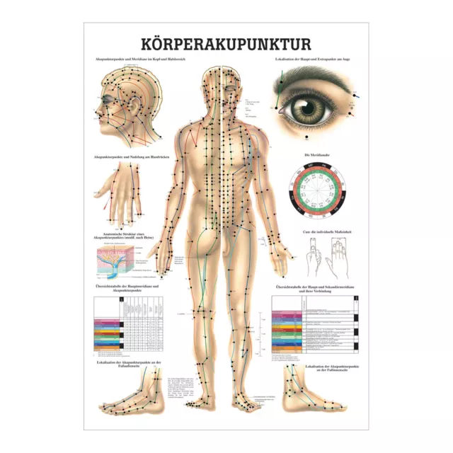 Akupunktur Mini-Poster Anatomie 34x24 cm medizinische Lehrmittel